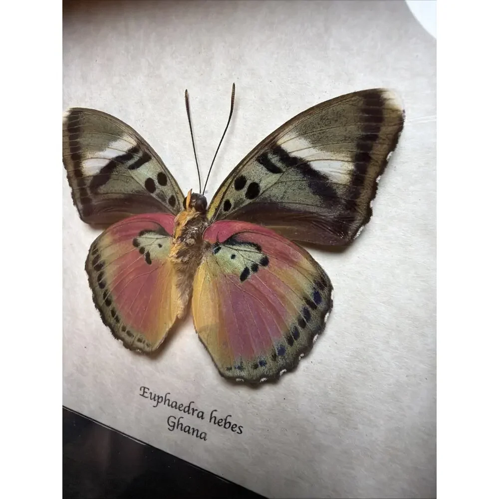 Real African Butterfly Euphaedra xypete Pink Forester Framed Taxidermy Display